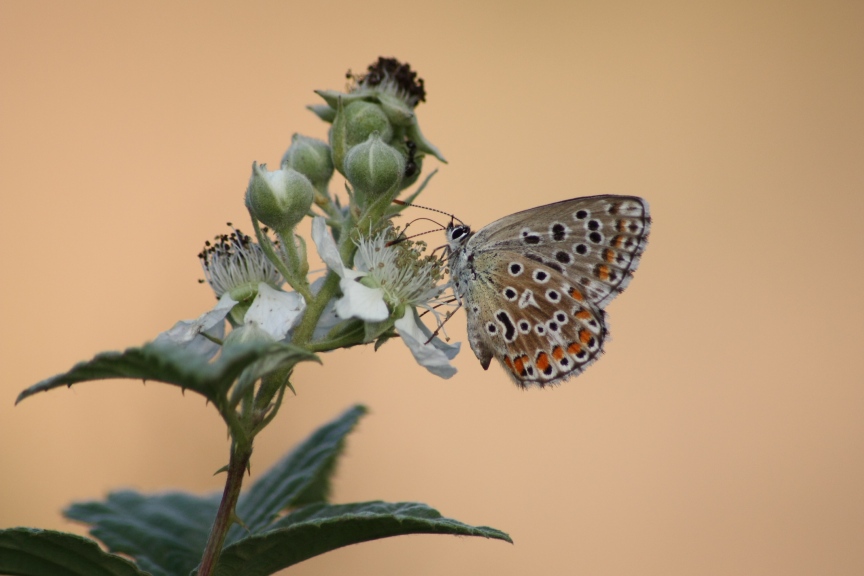 plebejus sp?